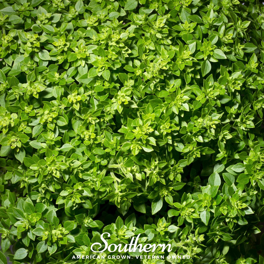 Dwarf Greek Basil – 250 Seeds | | Wiccan Center