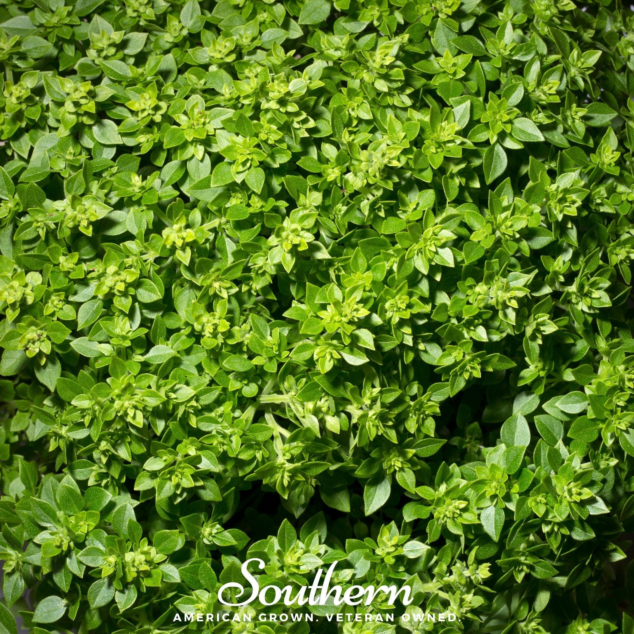 Dwarf Greek Basil – 250 Seeds | | Wiccan Center
