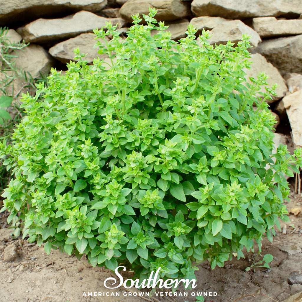 Dwarf Greek Basil – 250 Seeds | | Wiccan Center