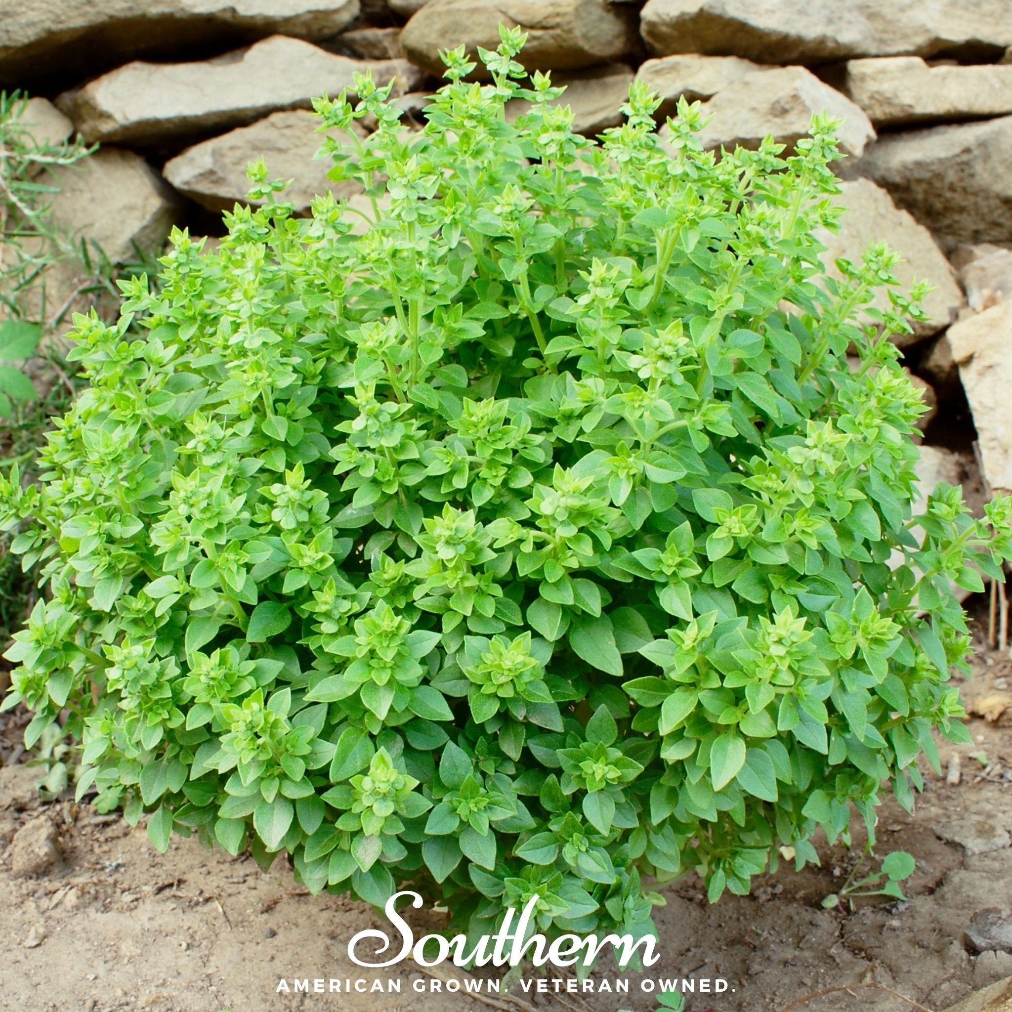 Dwarf Greek Basil – 250 Seeds | | Wiccan Center