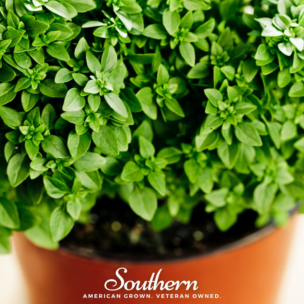 Dwarf Greek Basil – 250 Seeds | | Wiccan Center