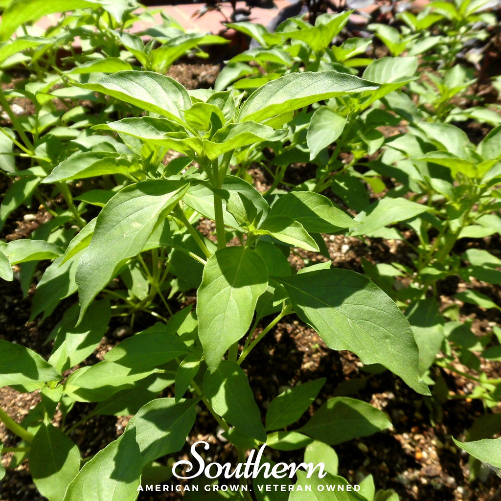 Lime Basil – 250 Seeds | | Wiccan Center