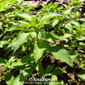 Lime Basil – 250 Seeds | | Wiccan Center