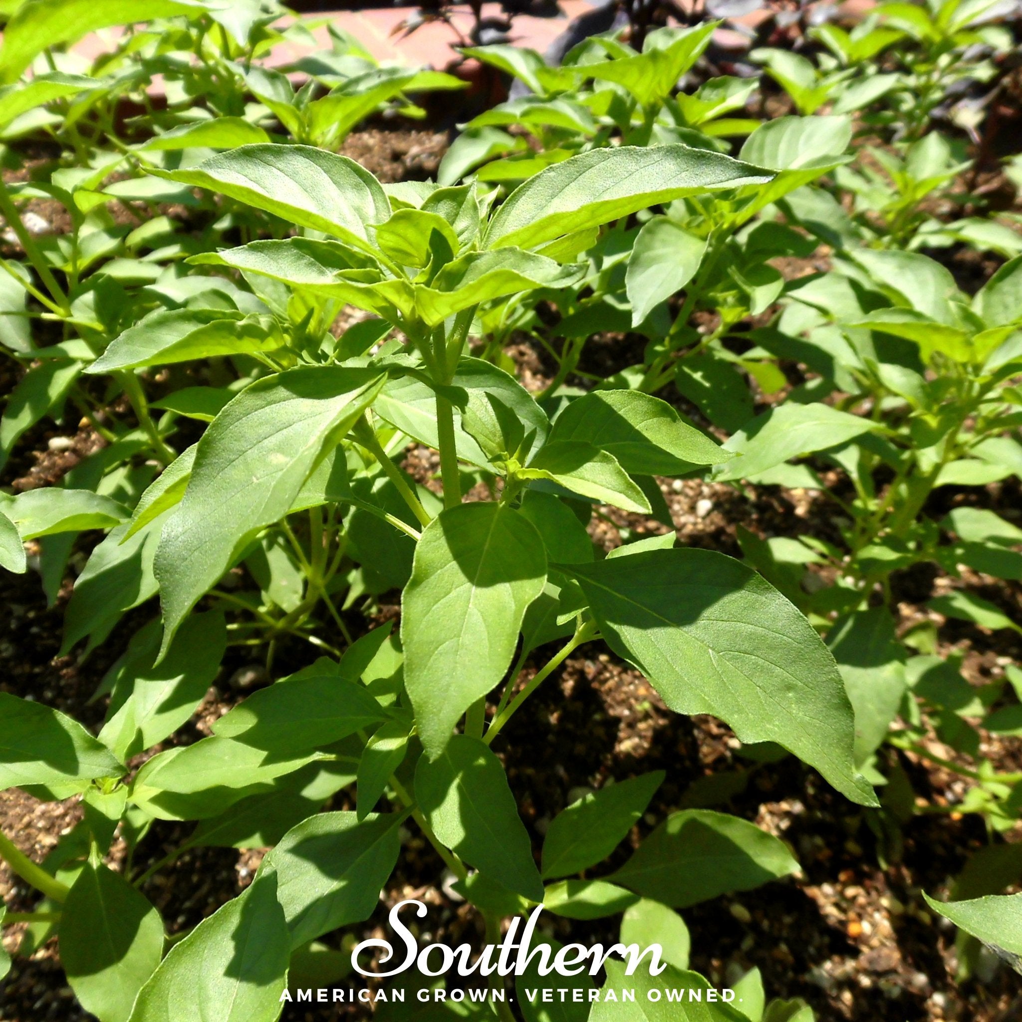 Lime Basil – 250 Seeds | | Wiccan Center