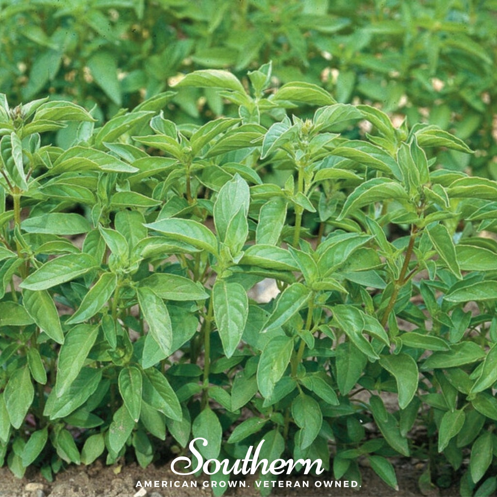 Lime Basil – 250 Seeds | | Wiccan Center