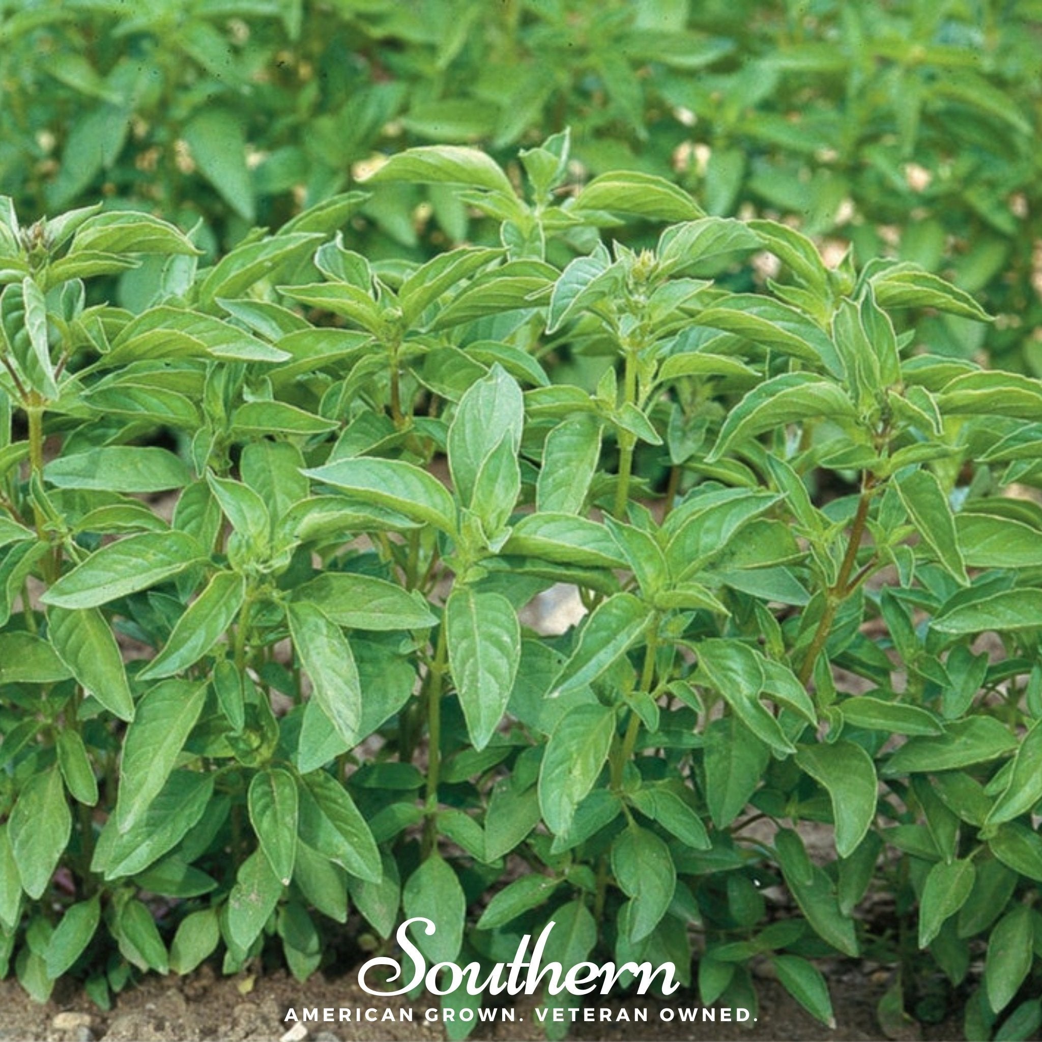 Lime Basil – 250 Seeds | | Wiccan Center
