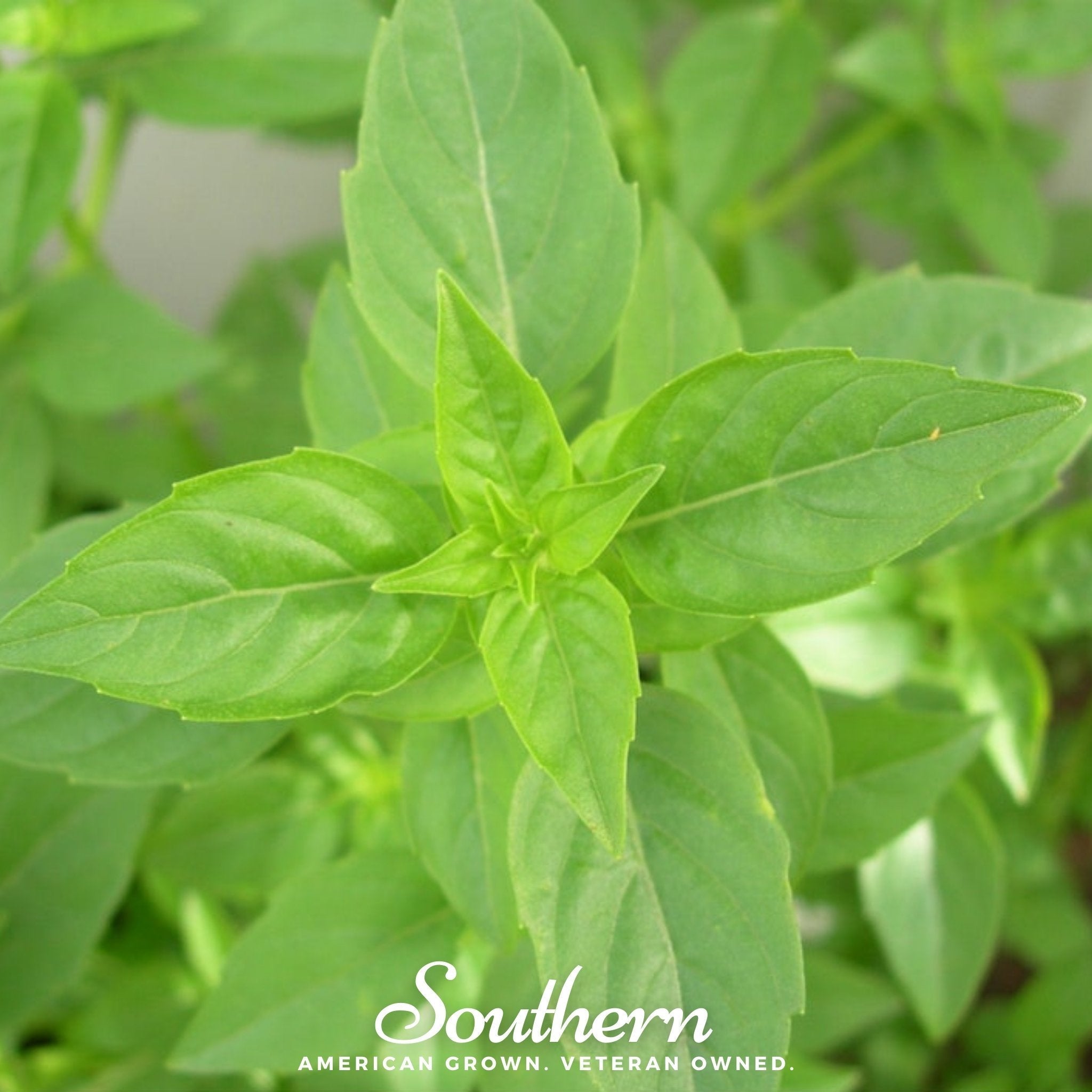Lime Basil – 250 Seeds | | Wiccan Center