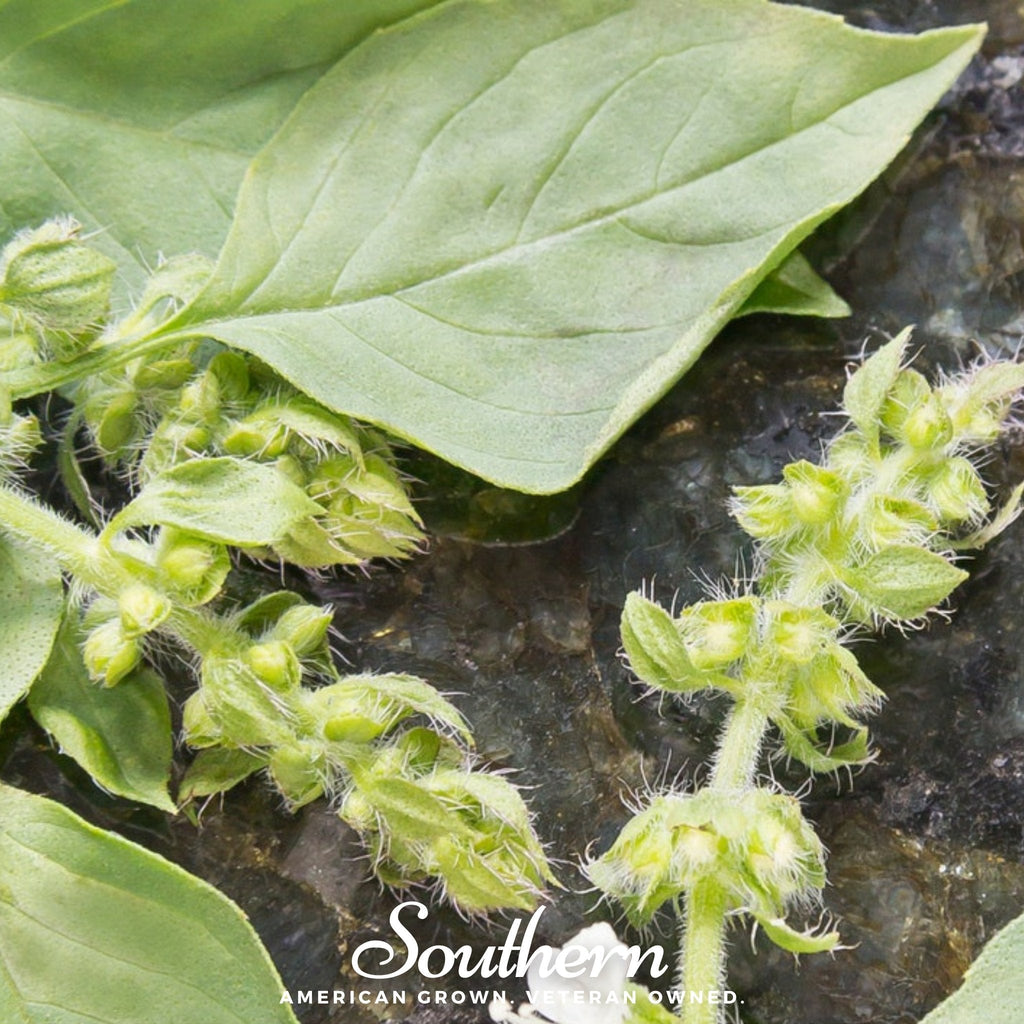 Lime Basil – 250 Seeds | | Wiccan Center