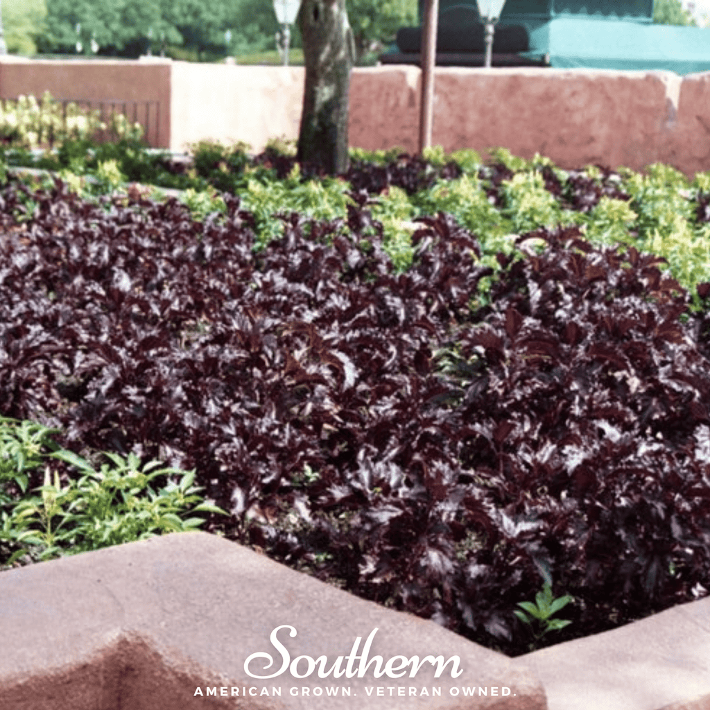 Purple Ruffles Basil – 250 Seeds | Seeds | Wiccan Center