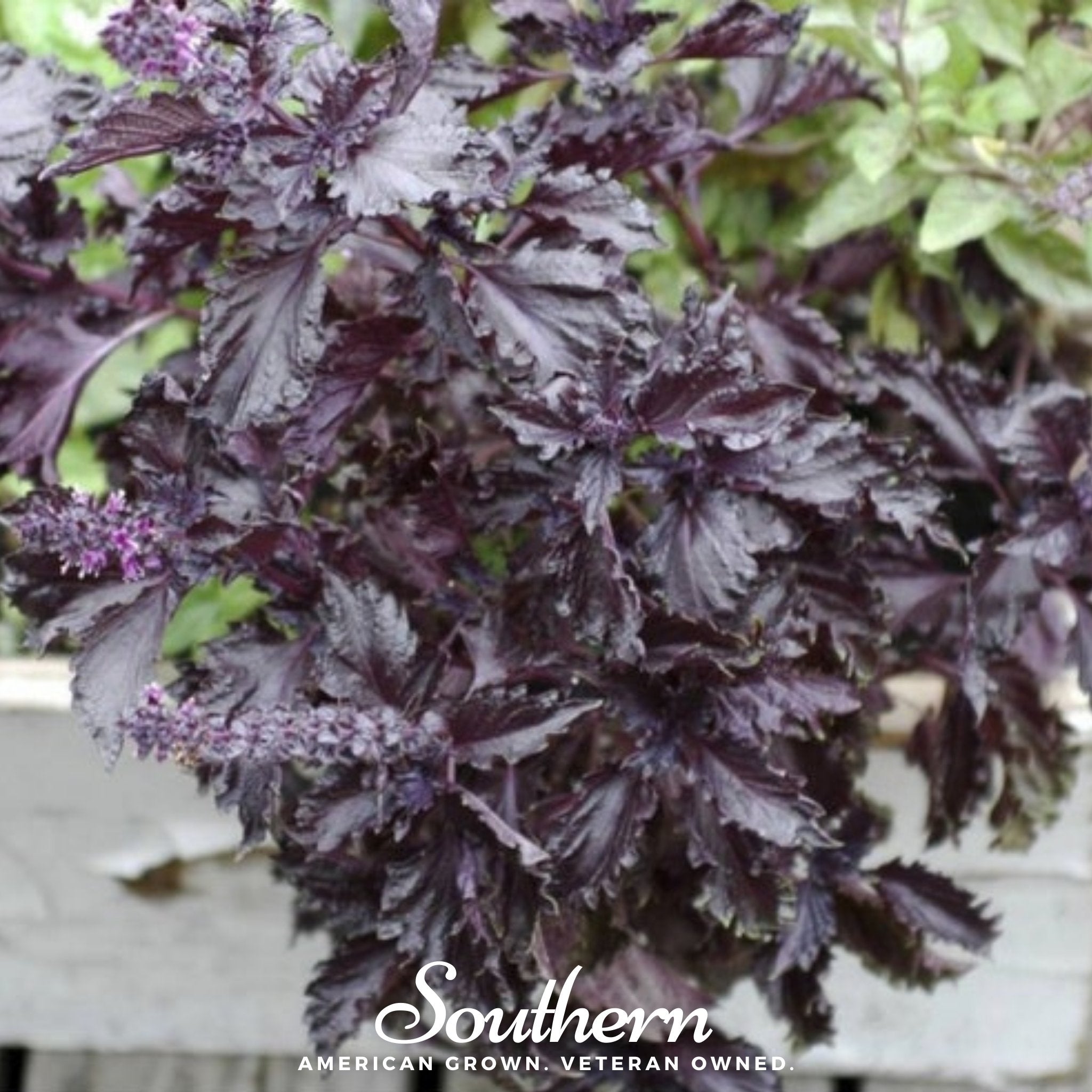 Purple Ruffles Basil – 250 Seeds | Seeds | Wiccan Center