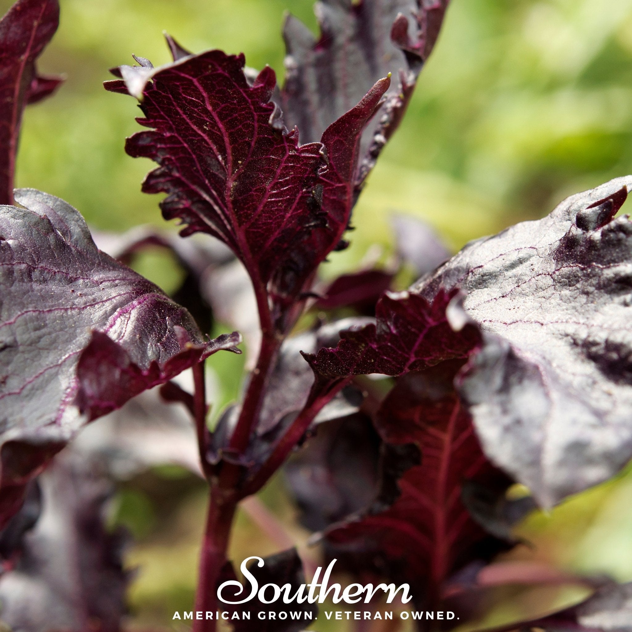 Purple Ruffles Basil – 250 Seeds | Seeds | Wiccan Center