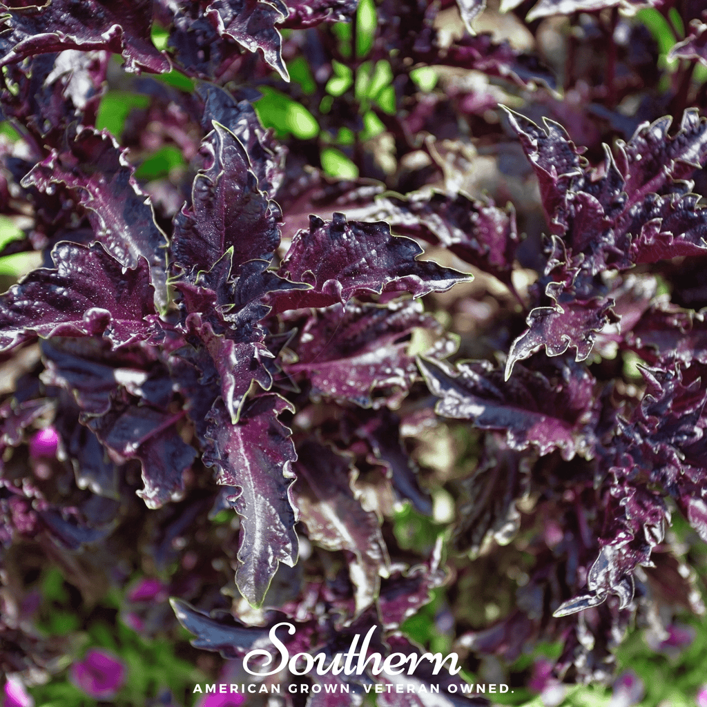 Purple Ruffles Basil – 250 Seeds | Seeds | Wiccan Center
