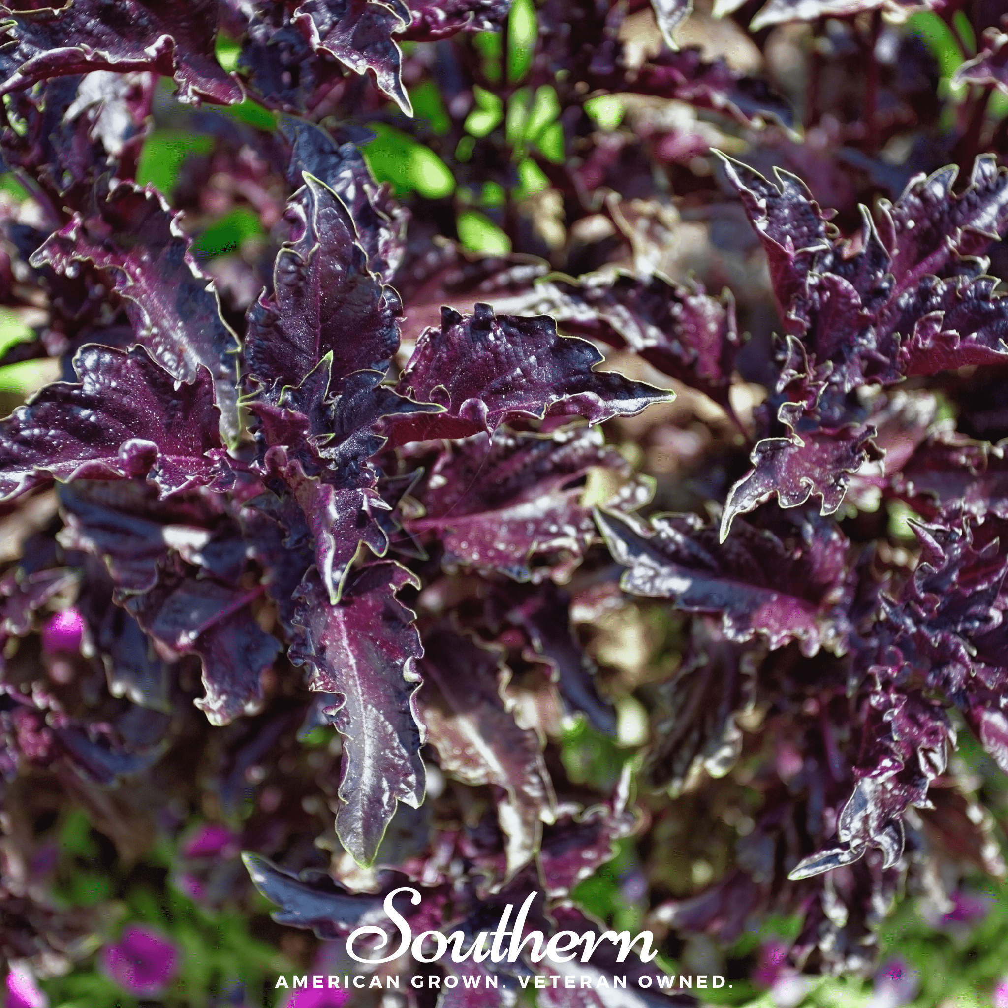 Purple Ruffles Basil – 250 Seeds | Seeds | Wiccan Center