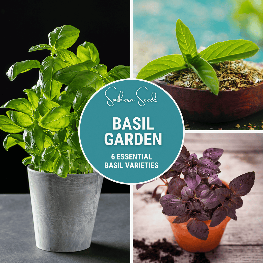 Basil Seed Collection – 6 Varieties | Seeds | Wiccan Center