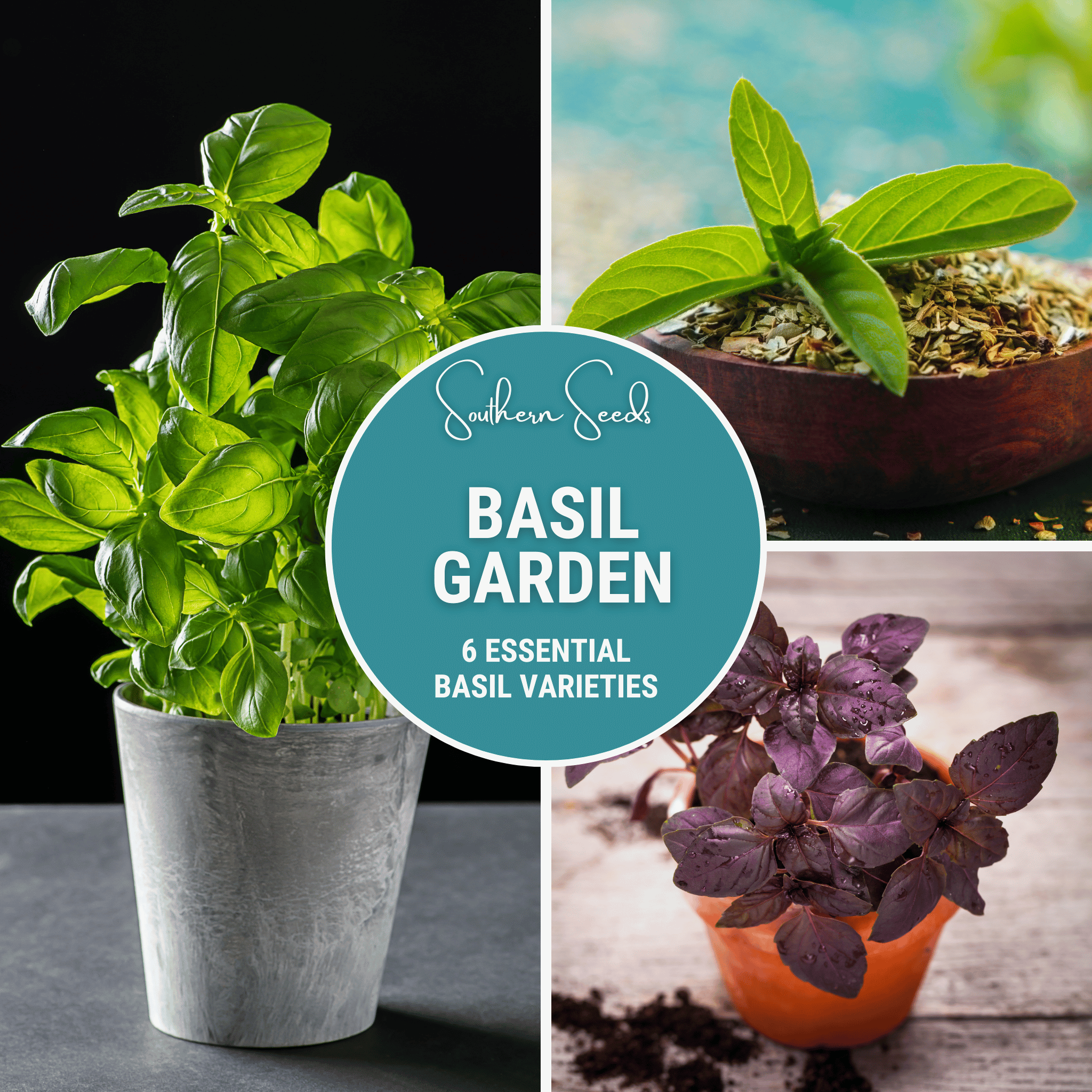 Basil Seed Collection – 6 Varieties | Seeds | Wiccan Center