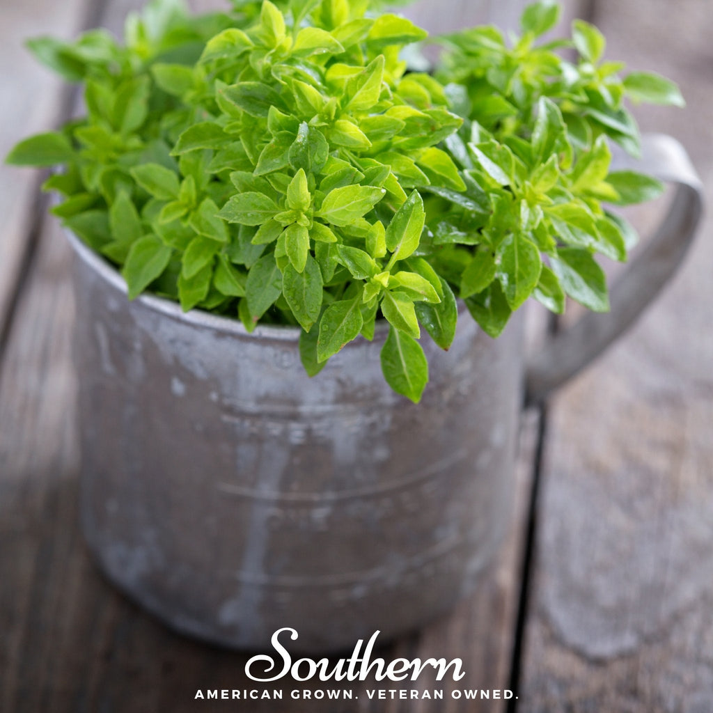 Spicy Globe Basil – 250 Seeds | | Wiccan Center
