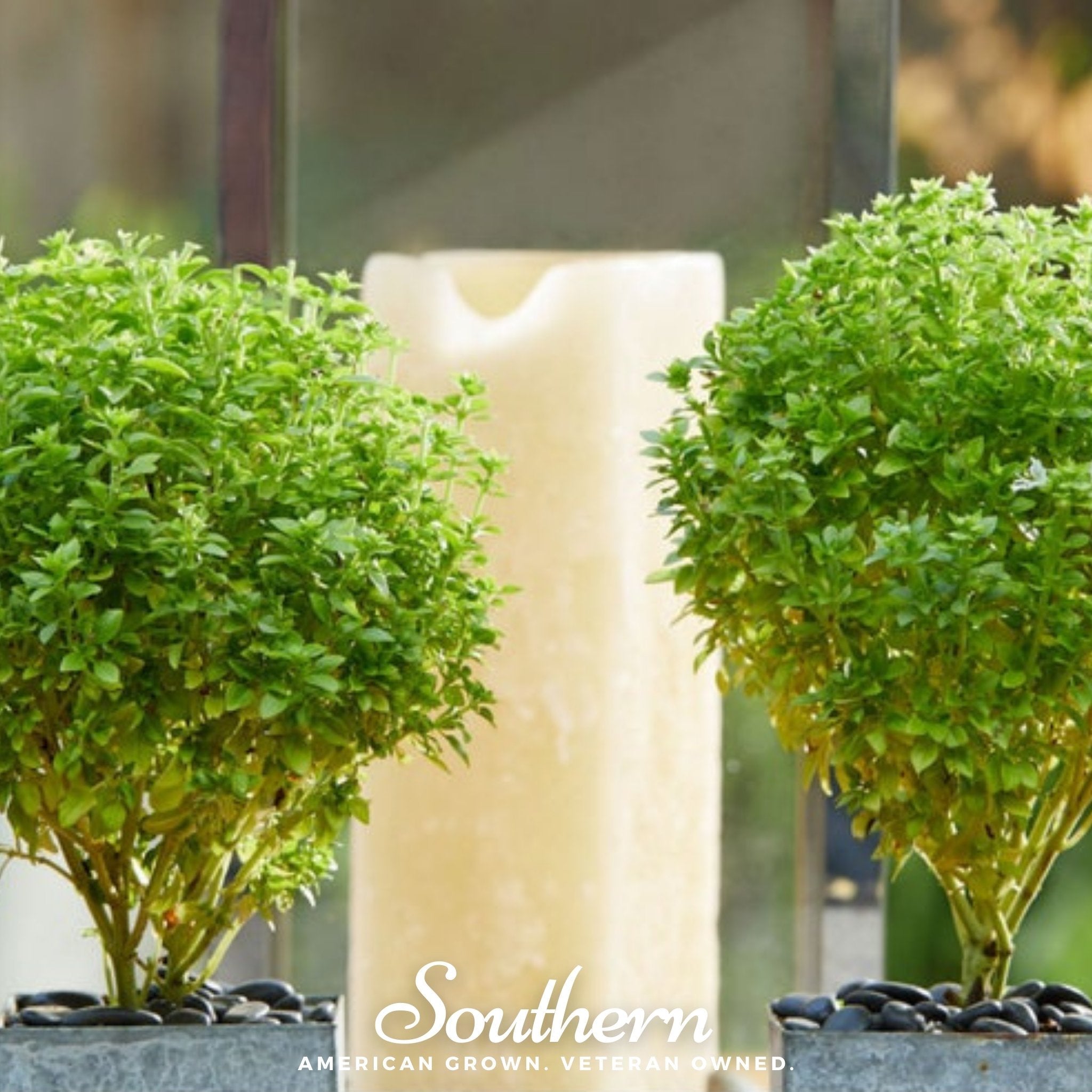 Spicy Globe Basil – 250 Seeds | | Wiccan Center