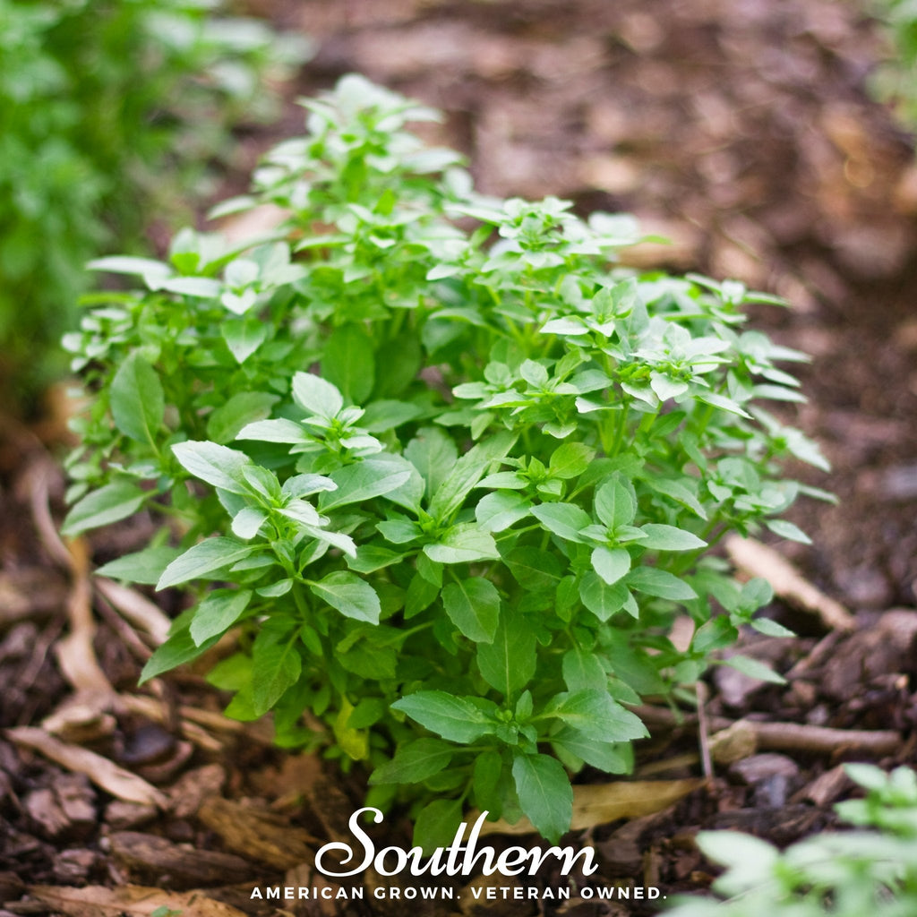 Spicy Globe Basil – 250 Seeds | | Wiccan Center