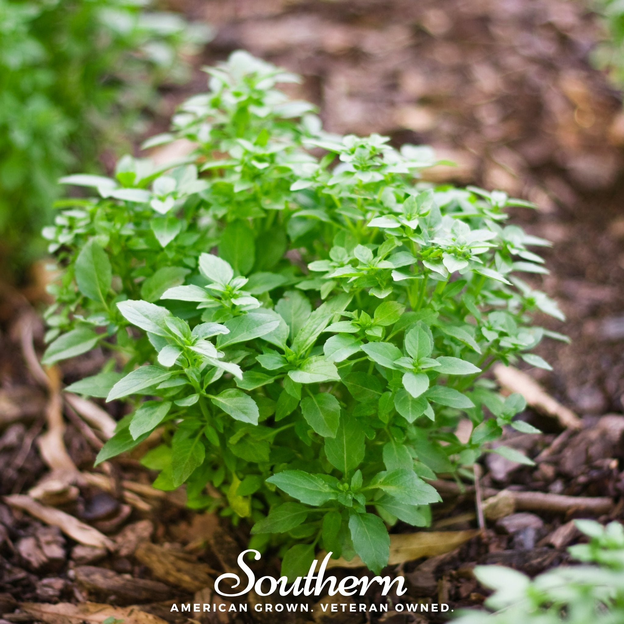 Spicy Globe Basil – 250 Seeds | | Wiccan Center