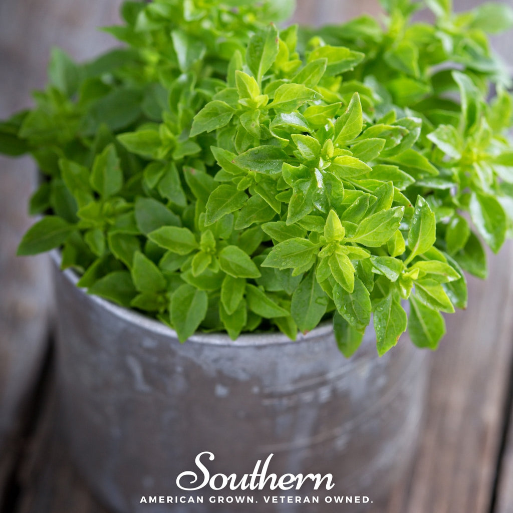 Spicy Globe Basil – 250 Seeds | | Wiccan Center