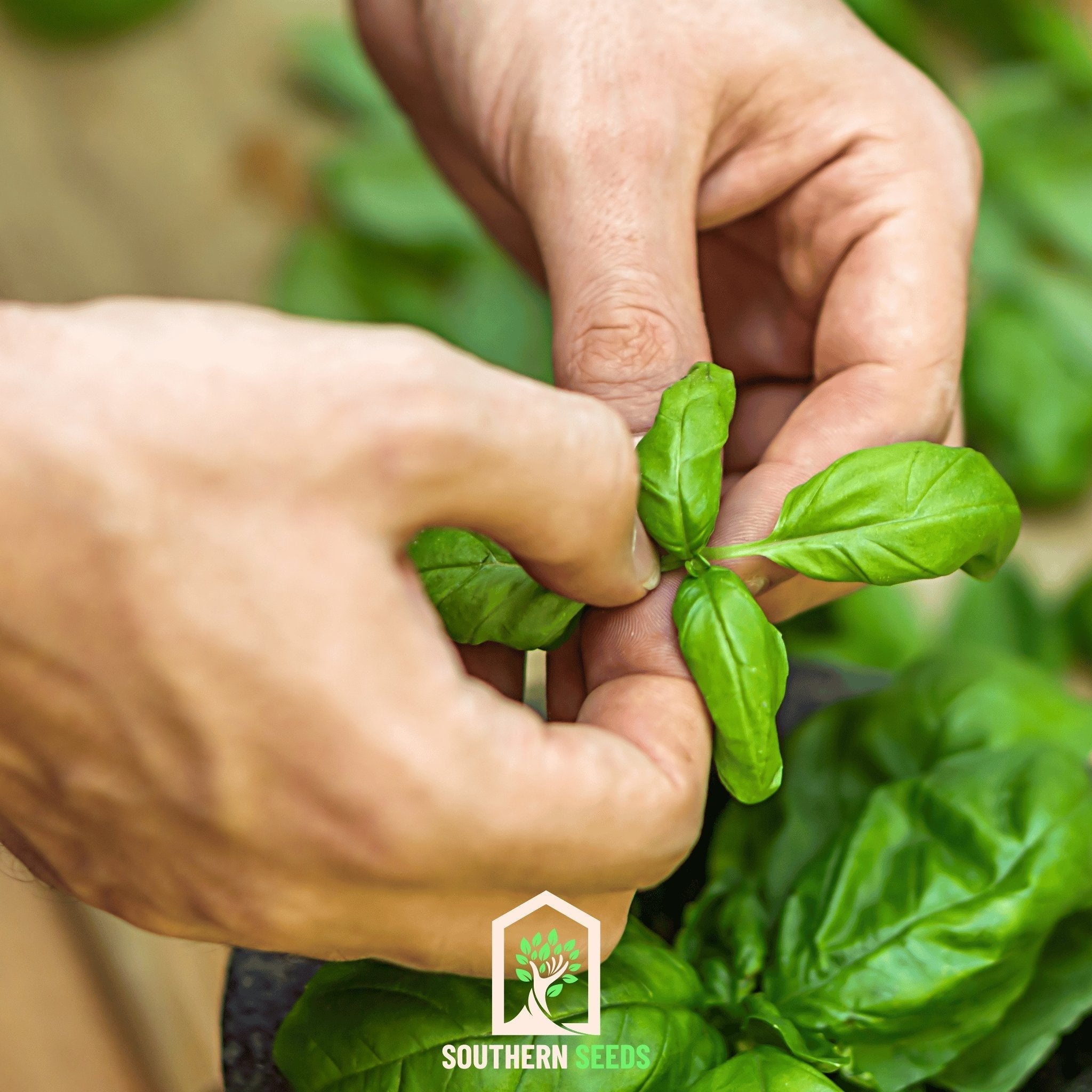 Sweet Basil – 250 Seeds | | Wiccan Center