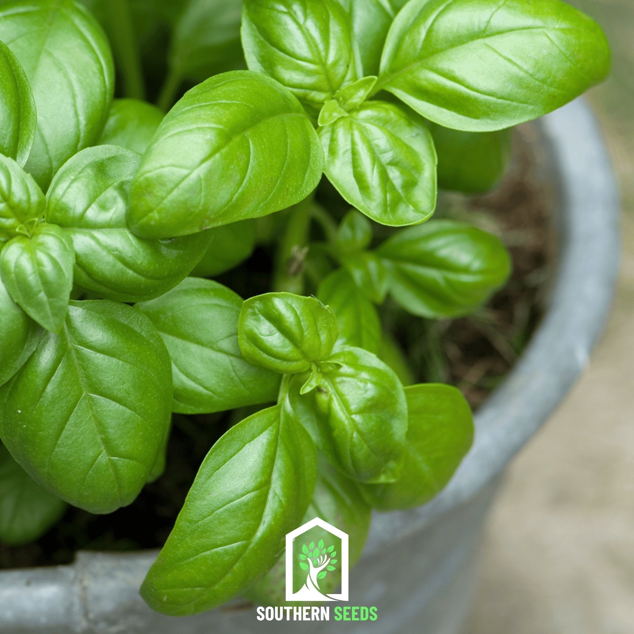 Sweet Basil – 250 Seeds | | Wiccan Center
