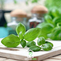 Sweet Basil – 250 Seeds | | Wiccan Center