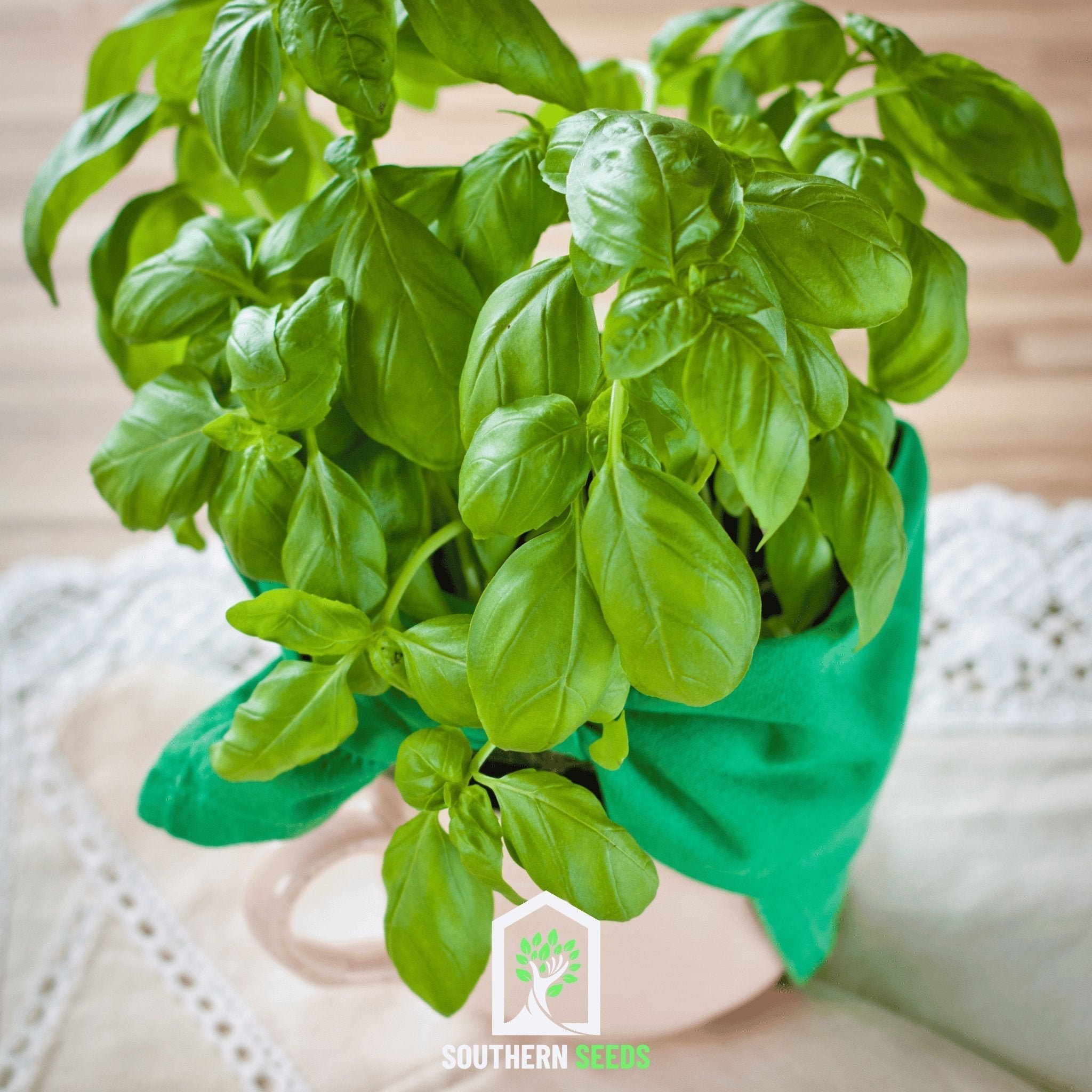 Sweet Basil – 250 Seeds | | Wiccan Center
