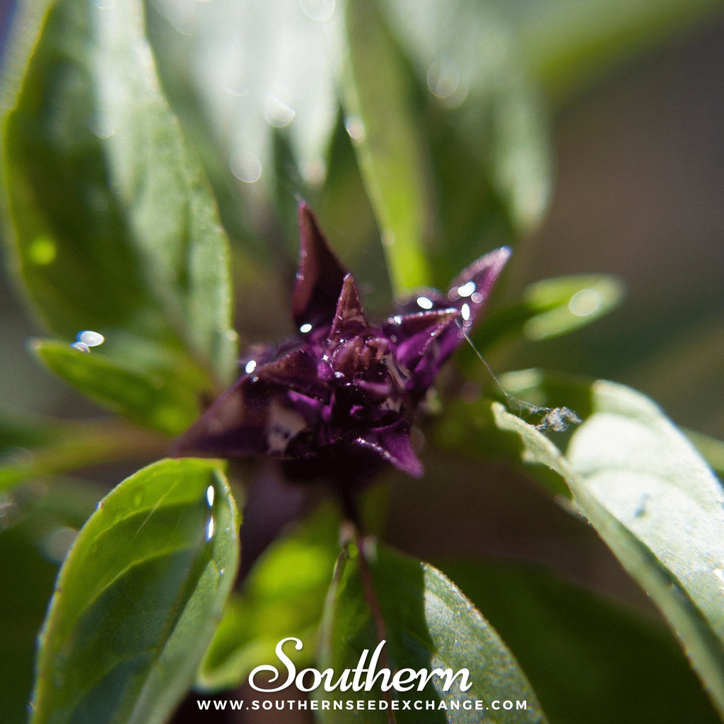 Thai Siam Queen Basil – 250 Seeds | | Wiccan Center
