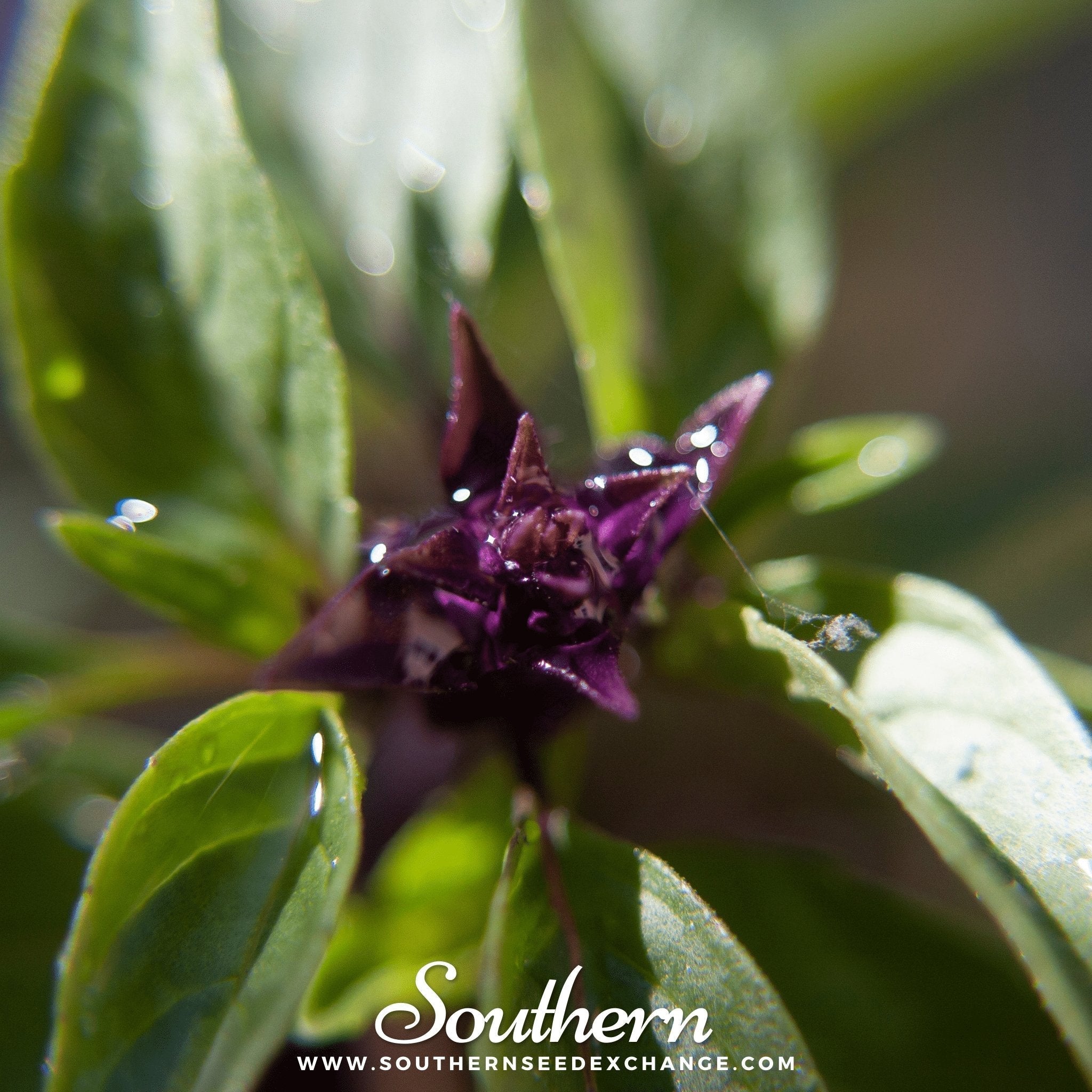 Thai Siam Queen Basil – 250 Seeds | | Wiccan Center