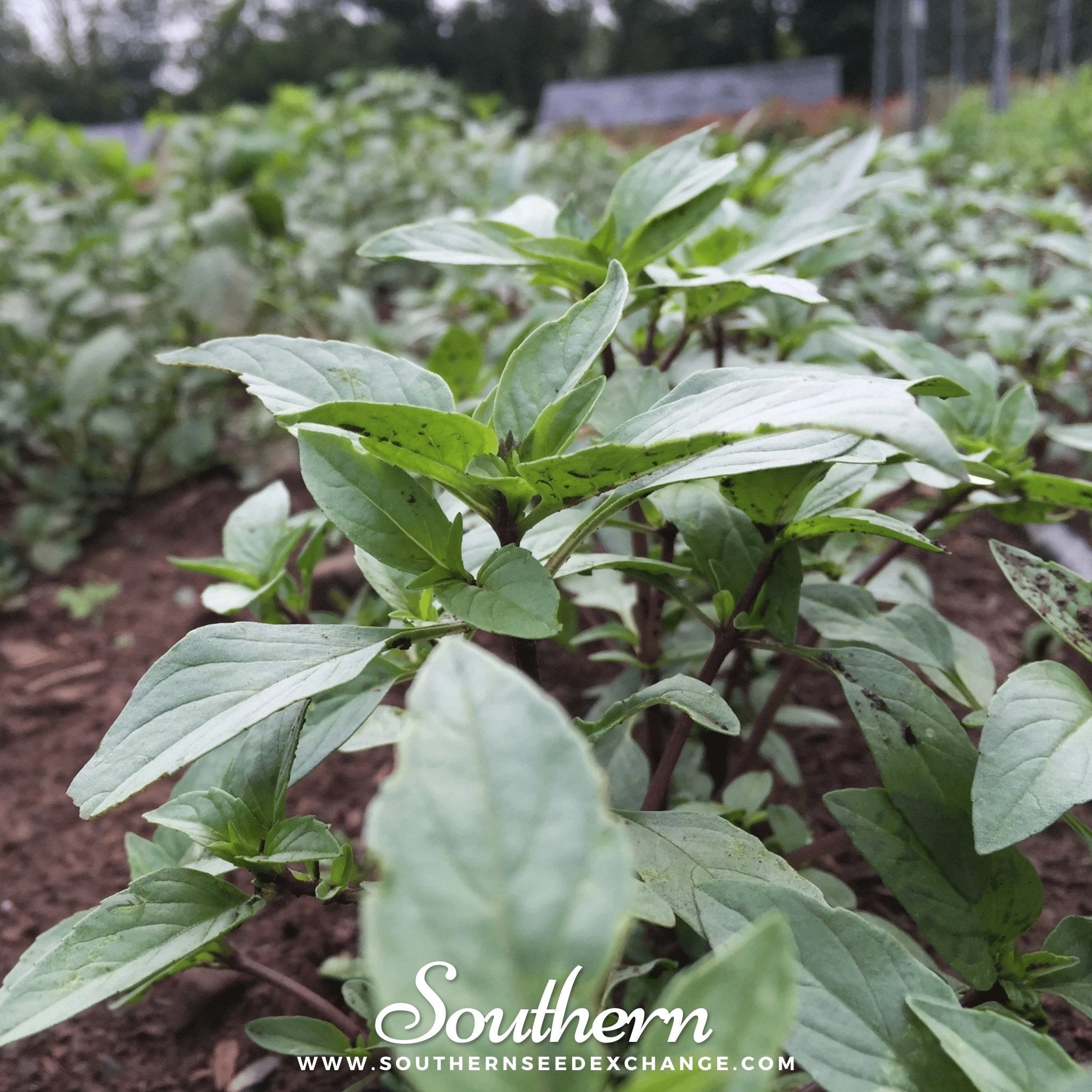 Thai Siam Queen Basil – 250 Seeds | | Wiccan Center