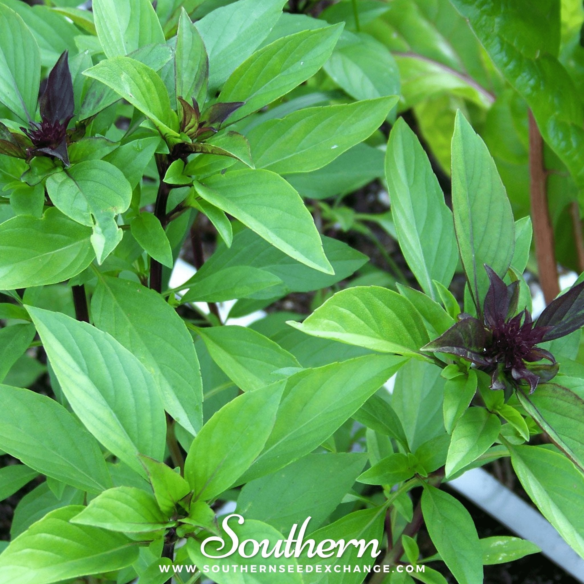 Thai Siam Queen Basil – 250 Seeds | | Wiccan Center