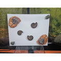 Ammonite Fossil Polished Art | Fossils & Rare Specimens | Wiccan Center