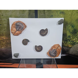 Ammonite Fossil Polished Art | Fossils & Rare Specimens | Wiccan Center