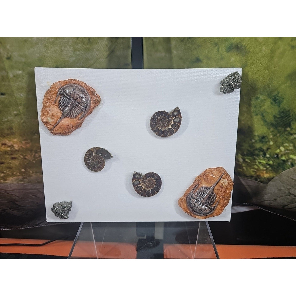Ammonite Fossil Polished Art