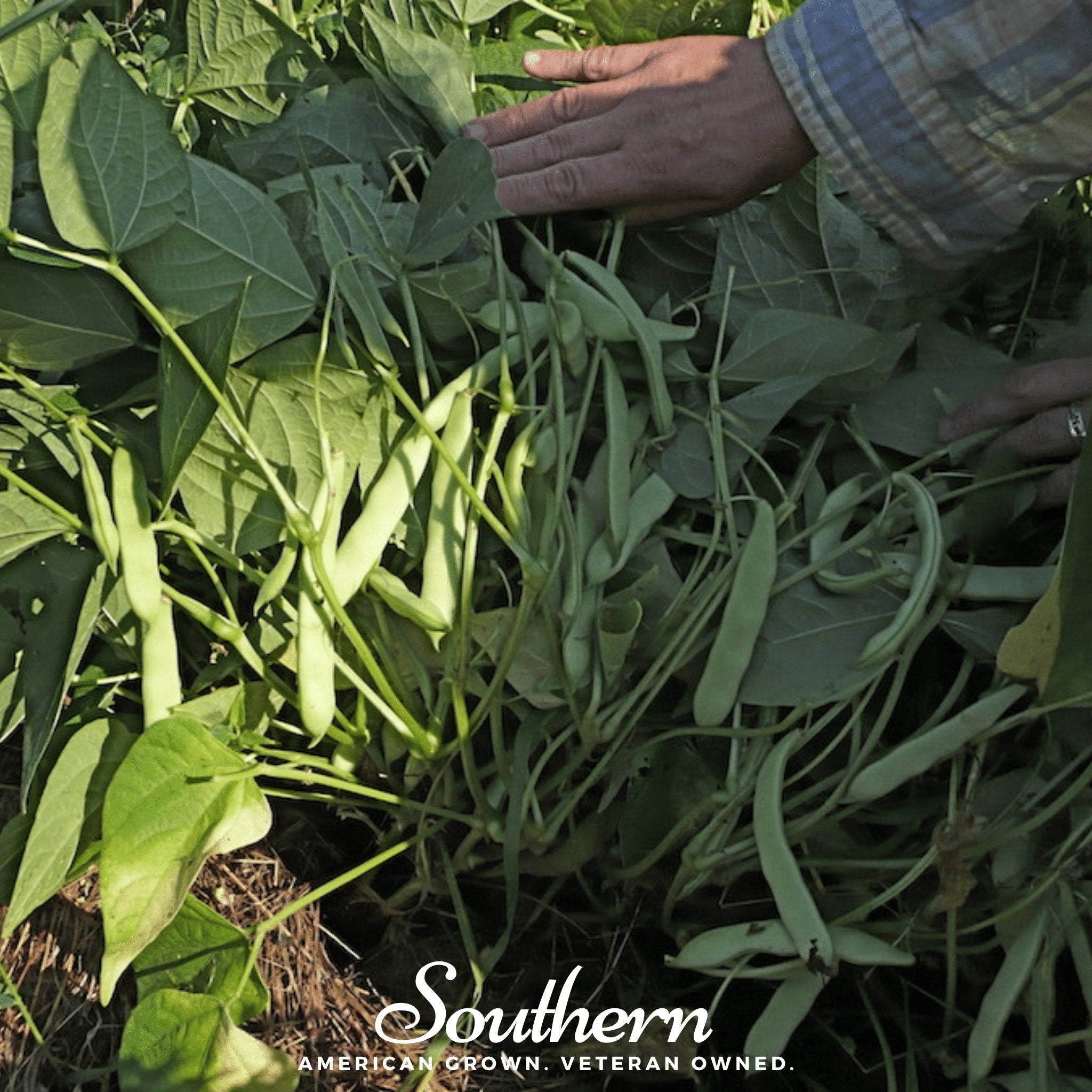 Black Coco Bean (Bush) – 30 Seeds | | Wiccan Center
