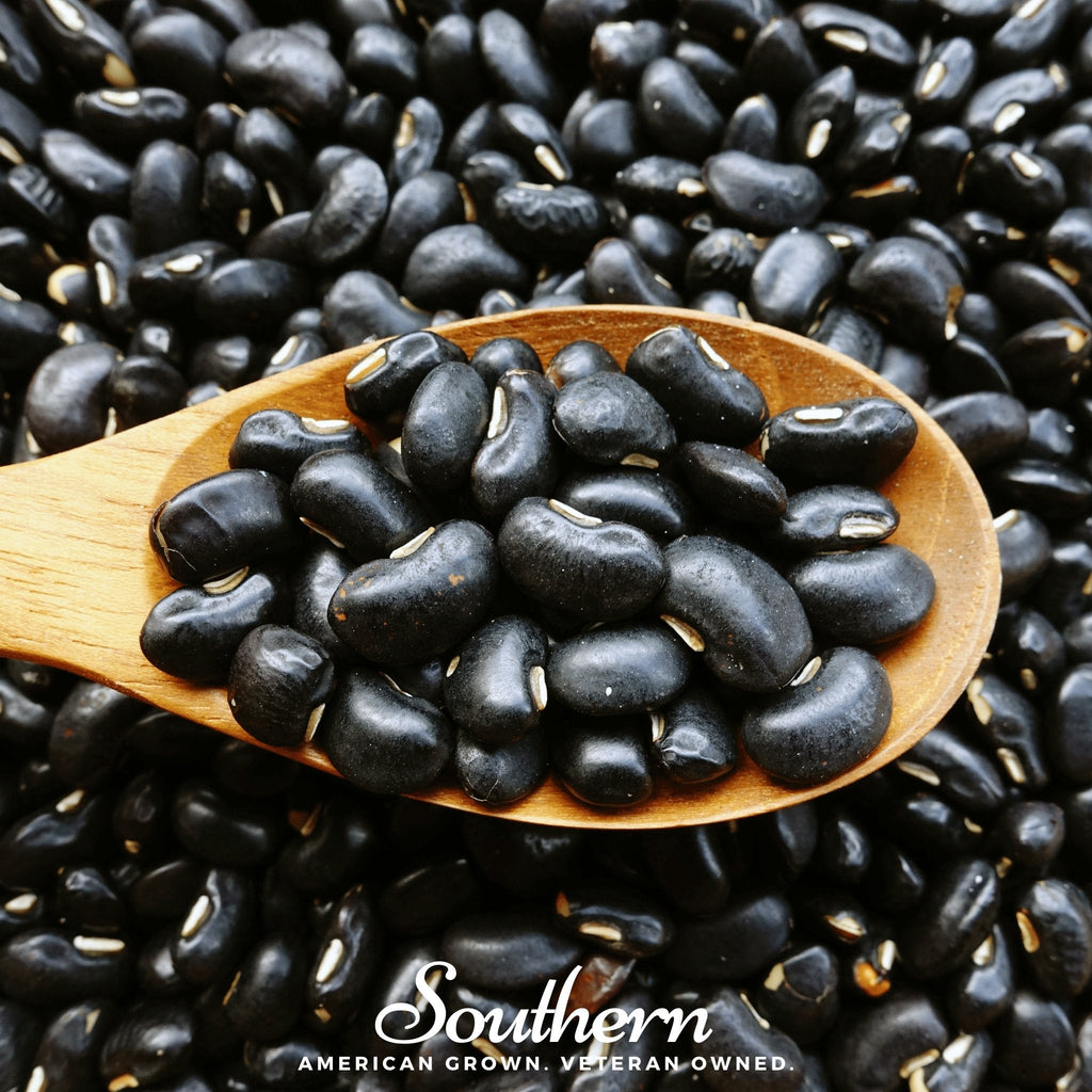 Black Coco Bean (Bush) – 30 Seeds | | Wiccan Center