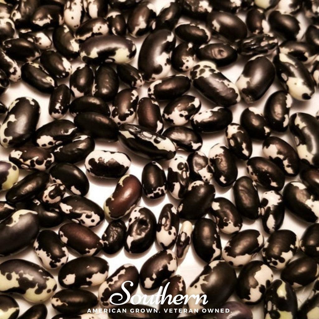 Calypso Orca Bean (Bush) – 25 Seeds | Seeds | Wiccan Center