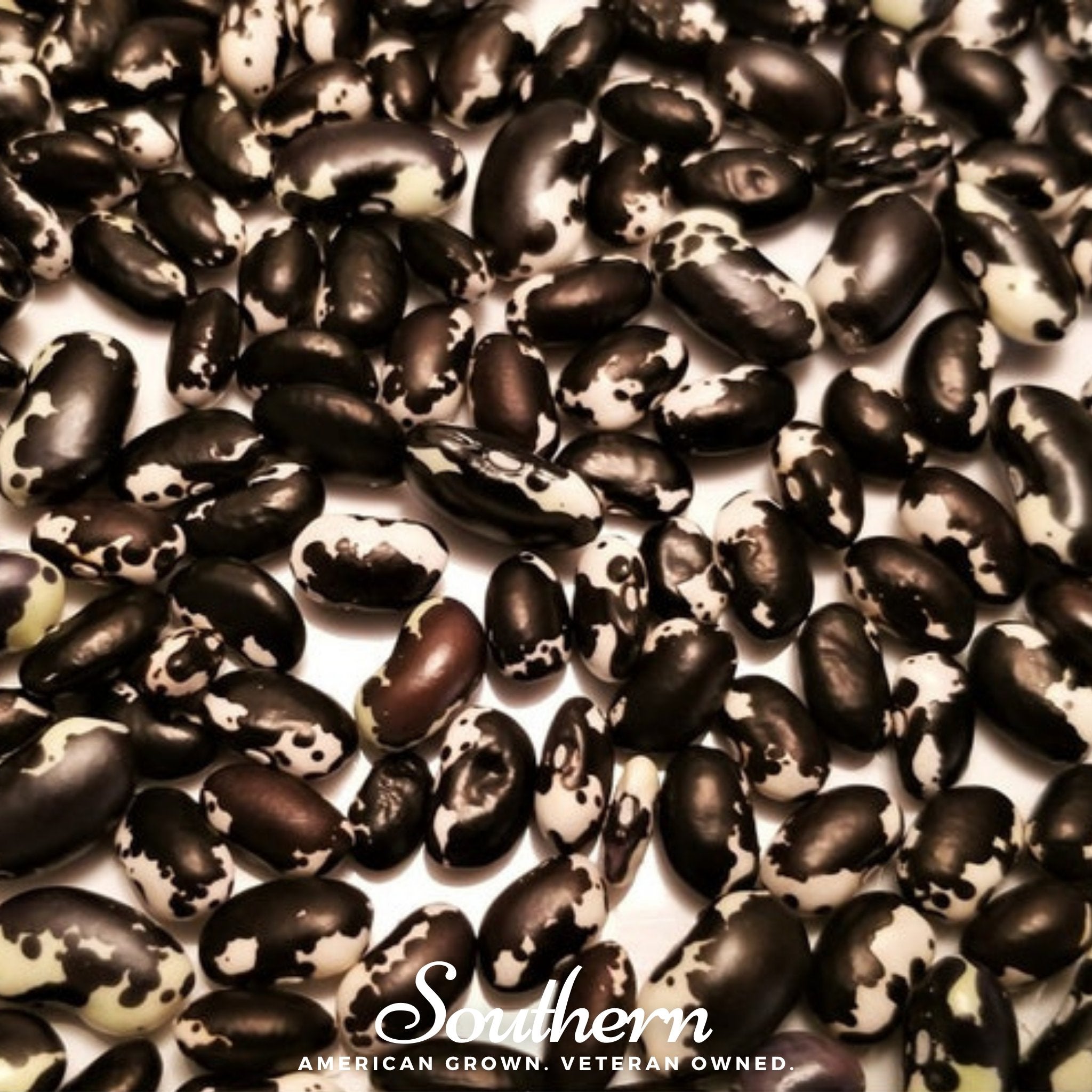 Calypso Orca Bean (Bush) – 25 Seeds | Seeds | Wiccan Center