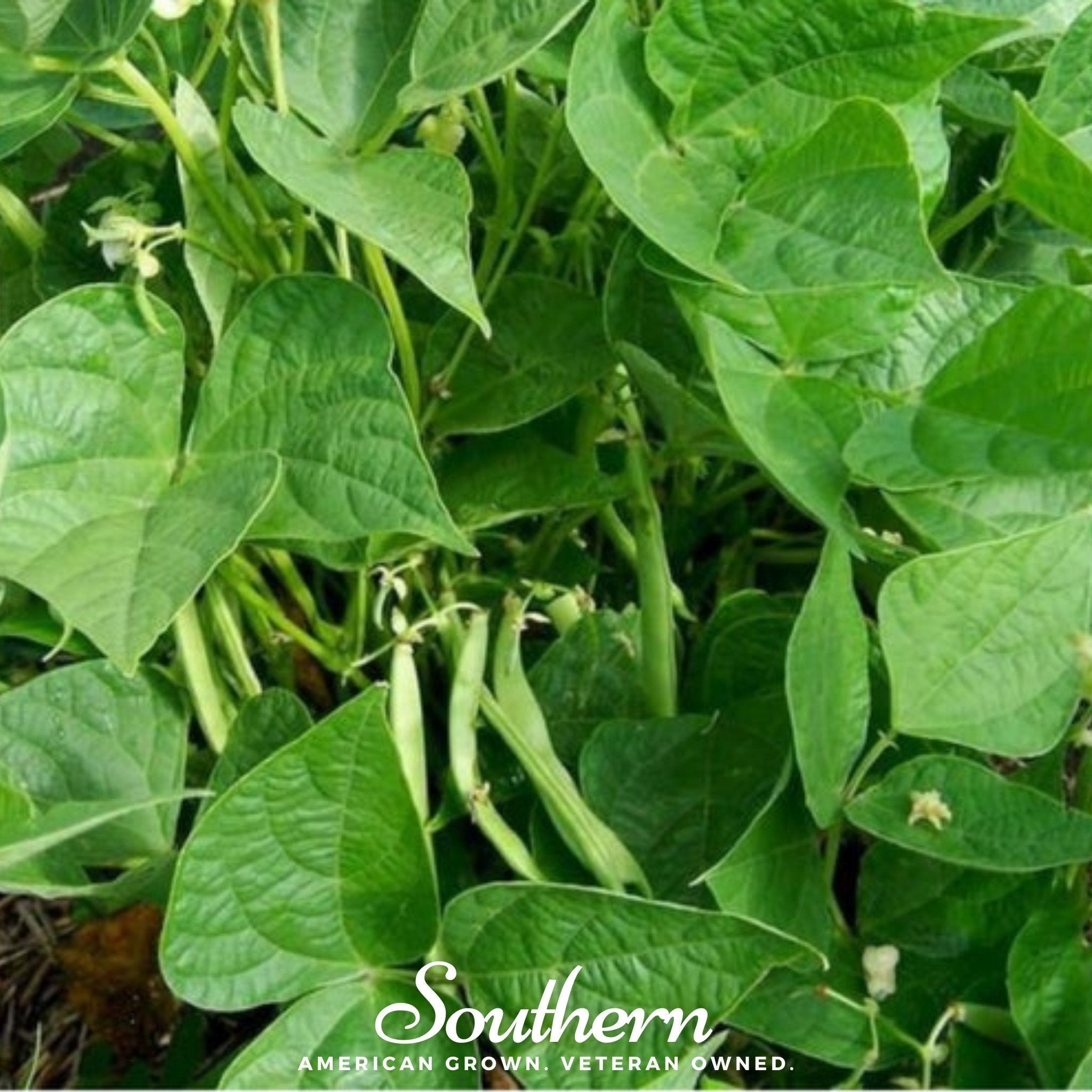 Calypso Orca Bean (Bush) – 25 Seeds | Seeds | Wiccan Center