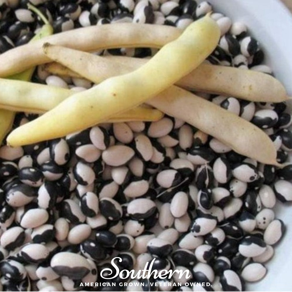 Calypso Orca Bean (Bush) – 25 Seeds | Seeds | Wiccan Center