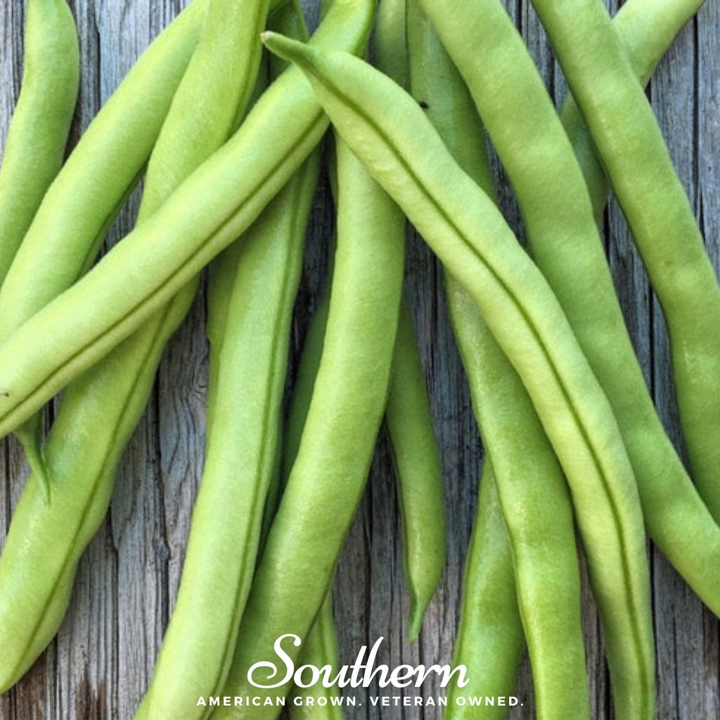 Contender Bean (Bush) – 30 Seeds | Seeds | Wiccan Center