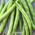 Contender Bean (Bush) – 30 Seeds | Seeds | Wiccan Center