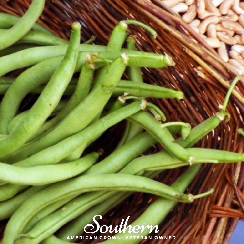 Contender Bean (Bush) – 30 Seeds | Seeds | Wiccan Center