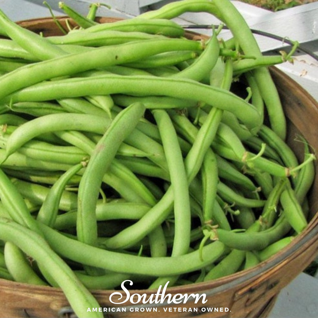 Contender Bean (Bush) – 30 Seeds | Seeds | Wiccan Center