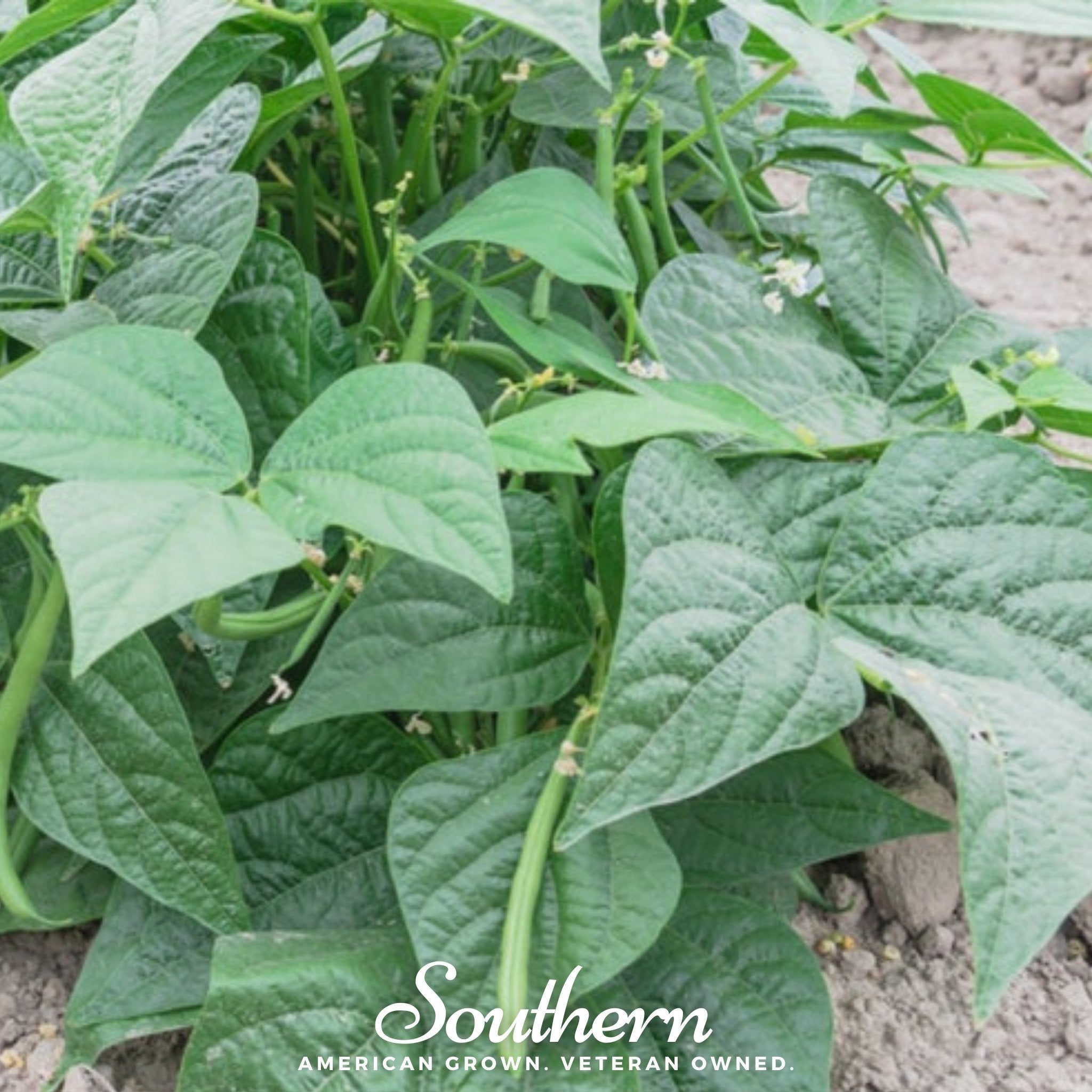 Contender Bean (Bush) – 30 Seeds | Seeds | Wiccan Center