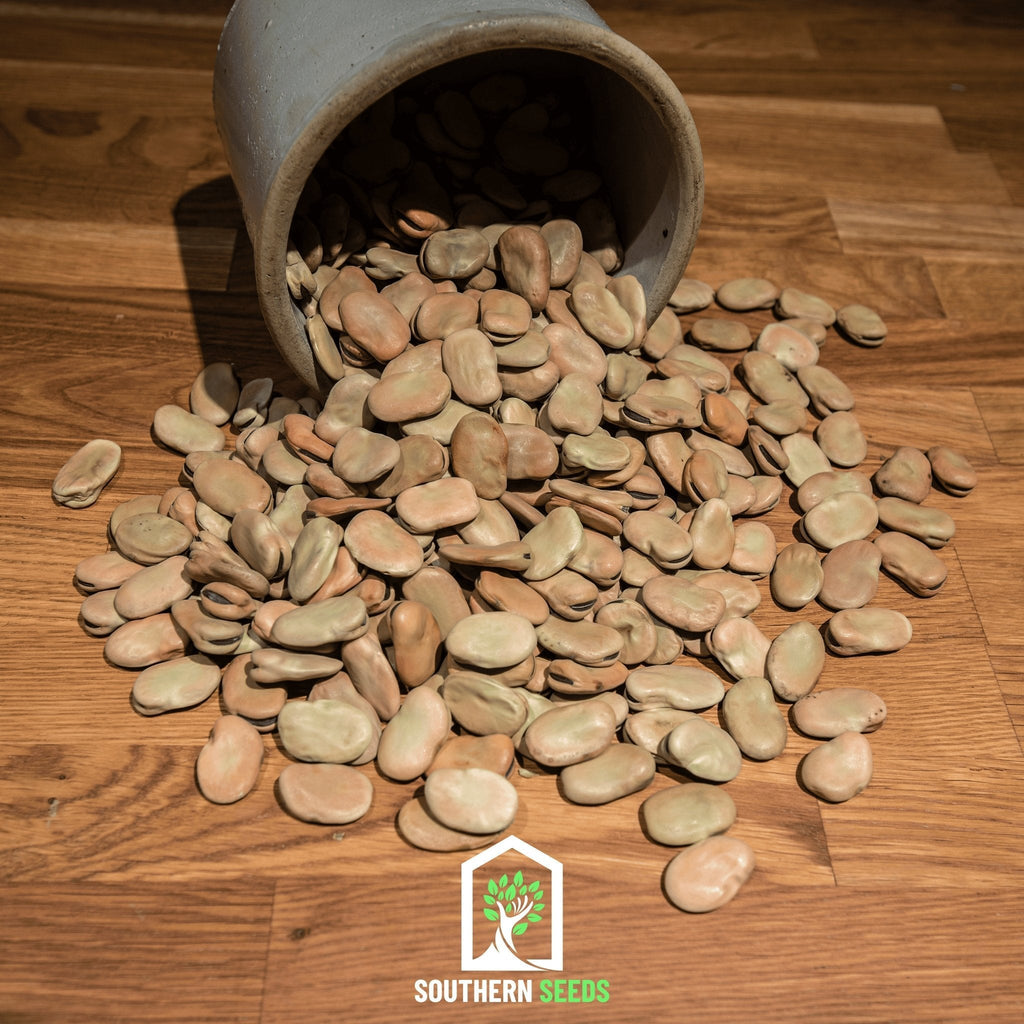 Broad Windsor Fava Bean – 10 Seeds | | Wiccan Center