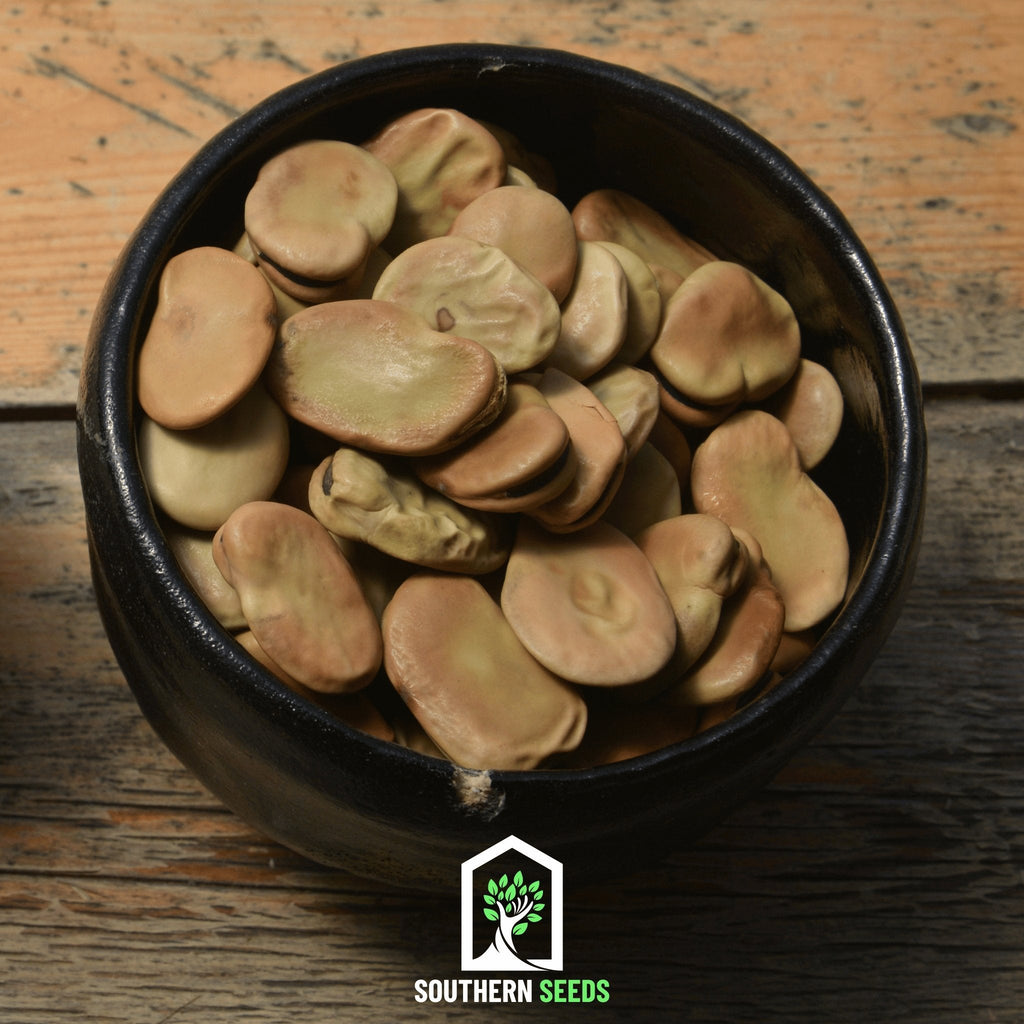 Broad Windsor Fava Bean – 10 Seeds | | Wiccan Center