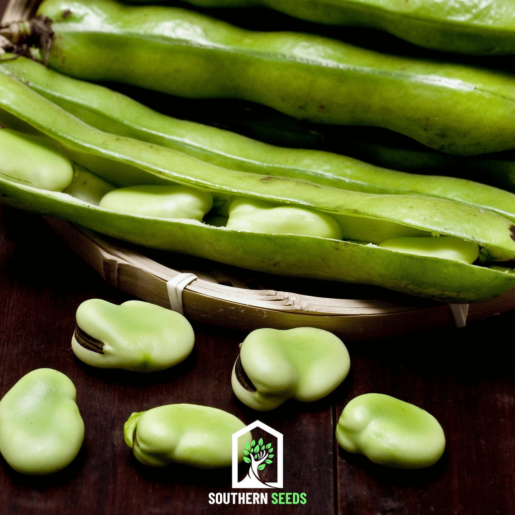 Broad Windsor Fava Bean – 10 Seeds | | Wiccan Center
