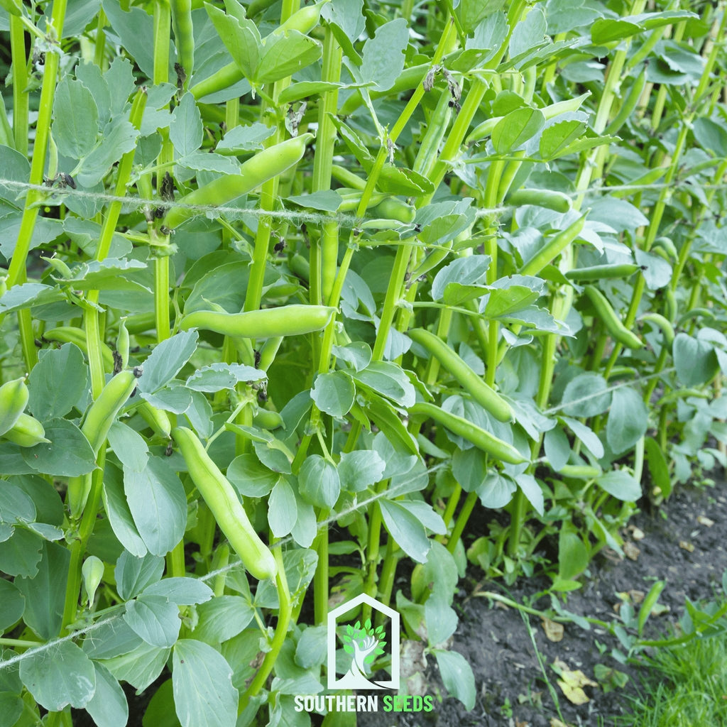 Broad Windsor Fava Bean – 10 Seeds | | Wiccan Center